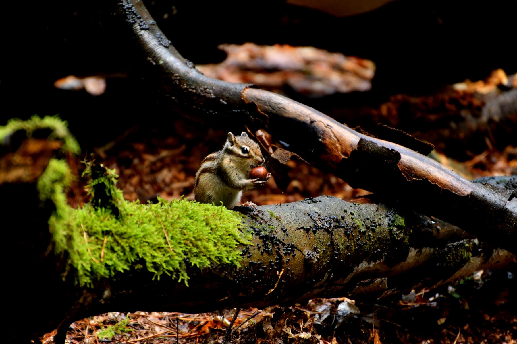 2023 10 15okt WandelbosTilburg DSC 2268