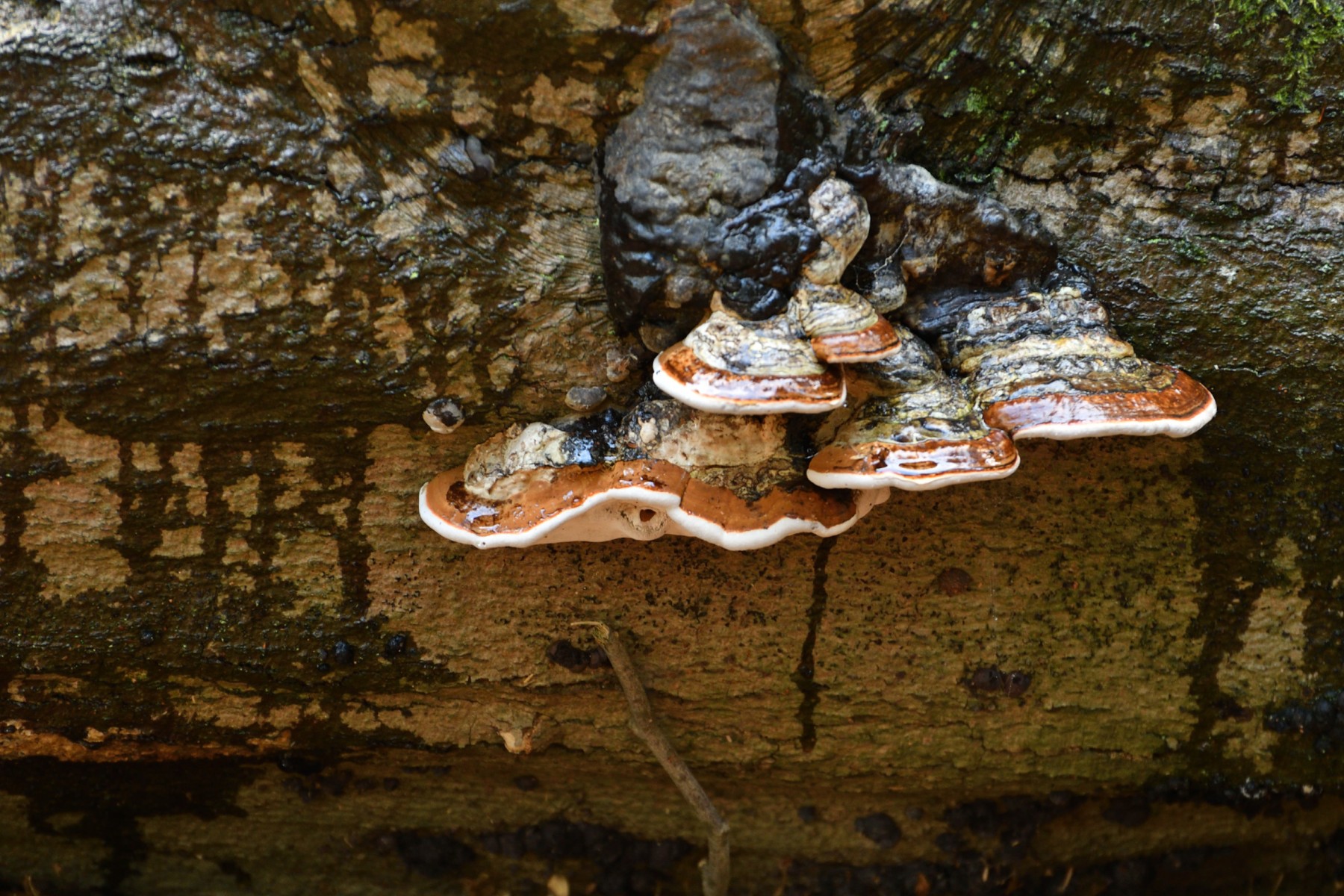 2023 10 15okt WandelbosTilburg DSC 2284