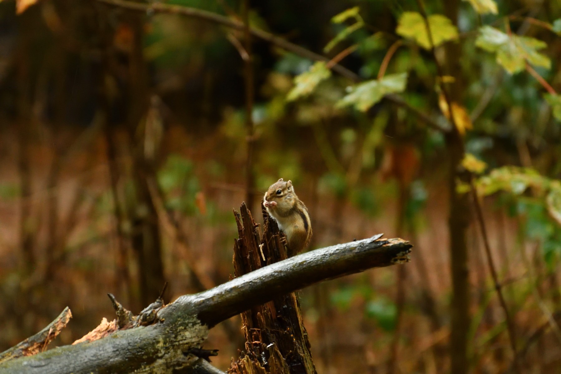 2023 10 15okt WandelbosTilburg DSC 2312