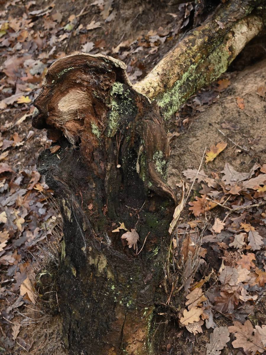 2023 11 19nov Loenermark DSC 4364