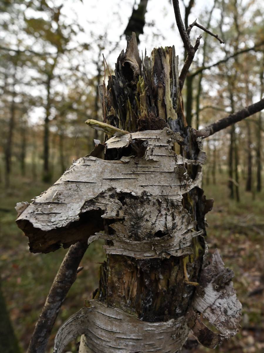 2023 11 19nov Loenermark DSC 4367