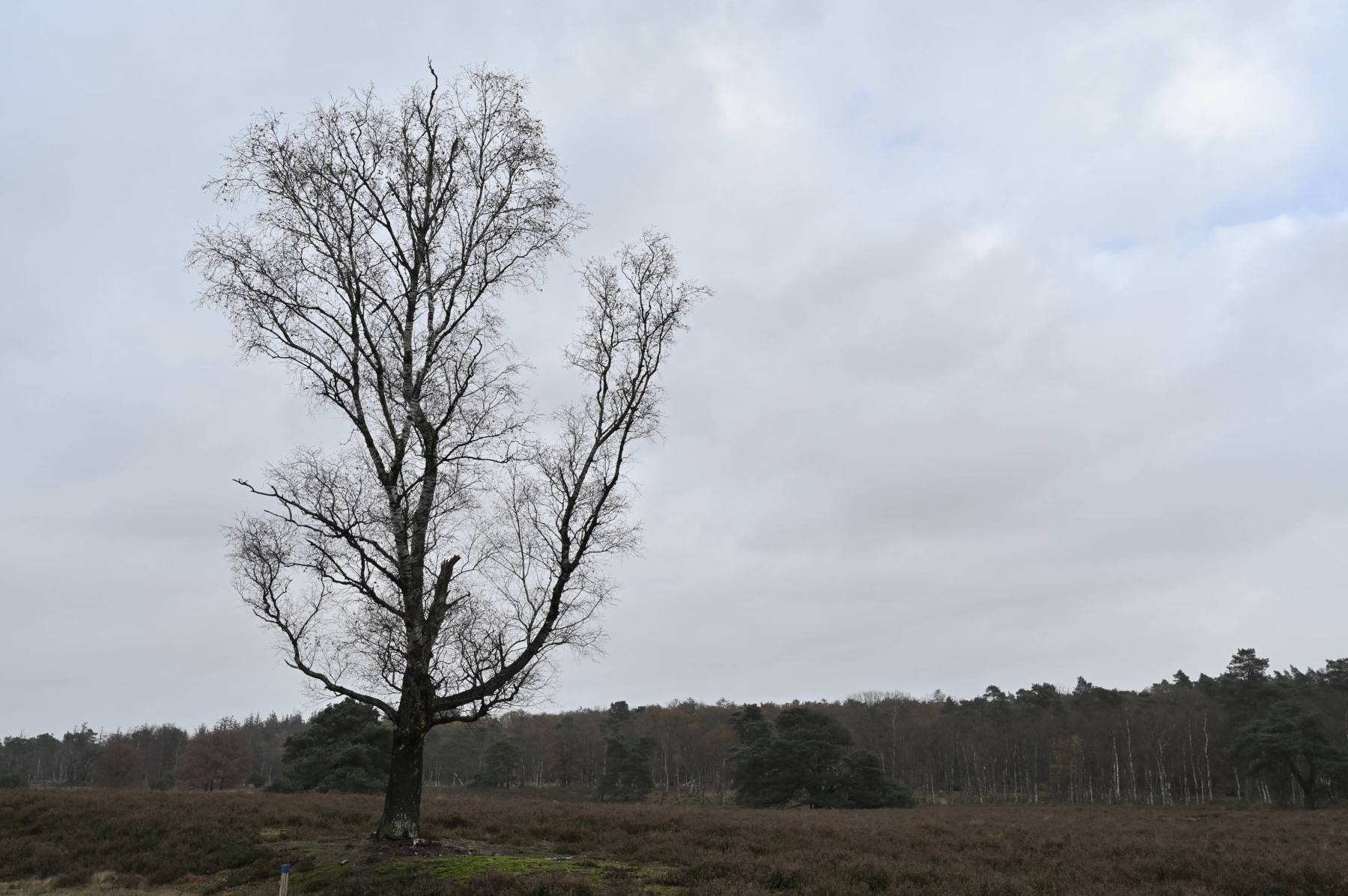 2023 11 19nov Loenermark DSC 4369