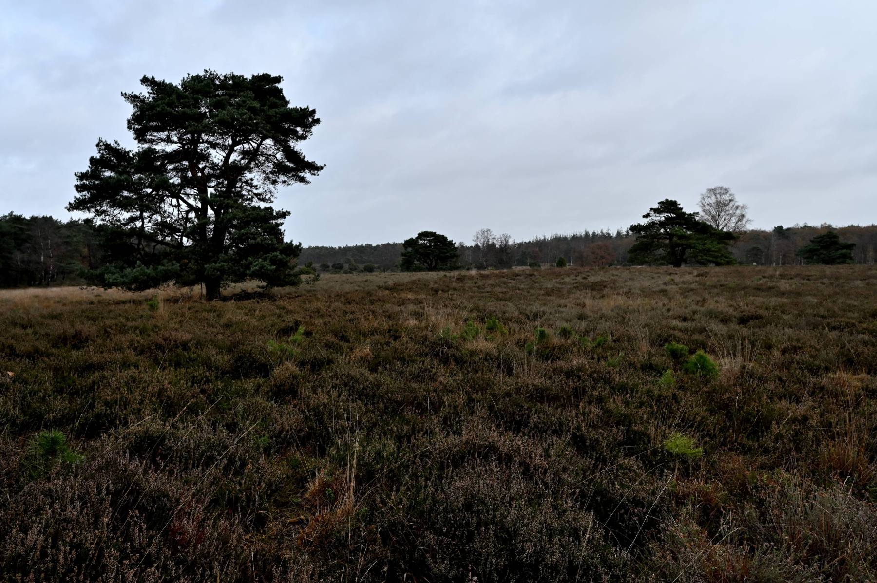 2023 11 19nov Loenermark DSC 4370