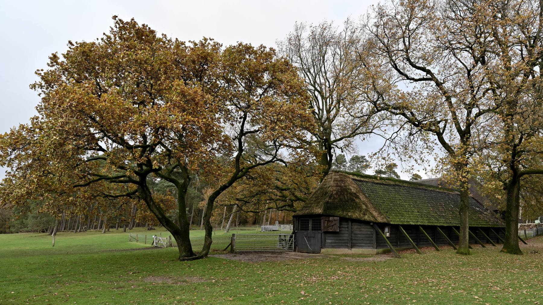 2023 11 19nov Loenermark DSC 4380