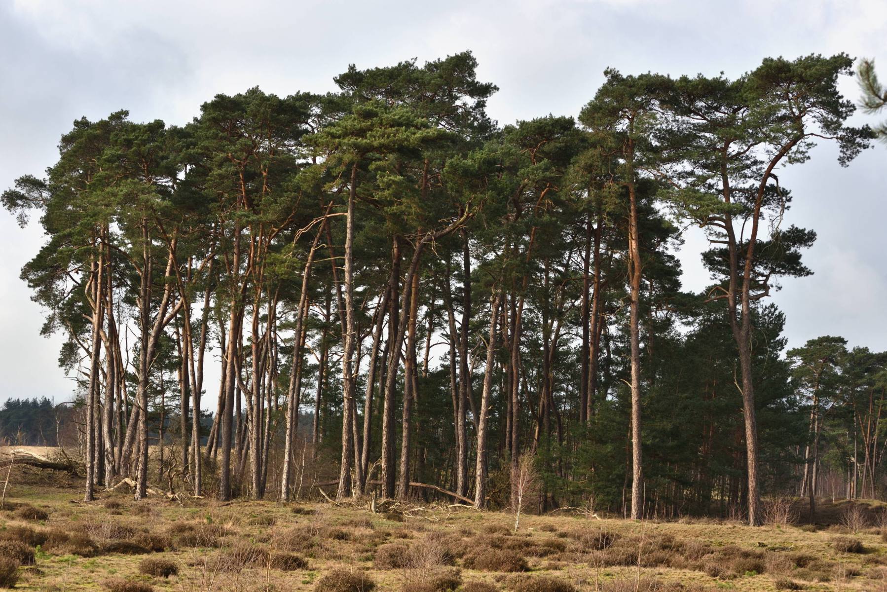 2024 02 25feb WekeromseZand Zont ND750 GC30 DSC 3084