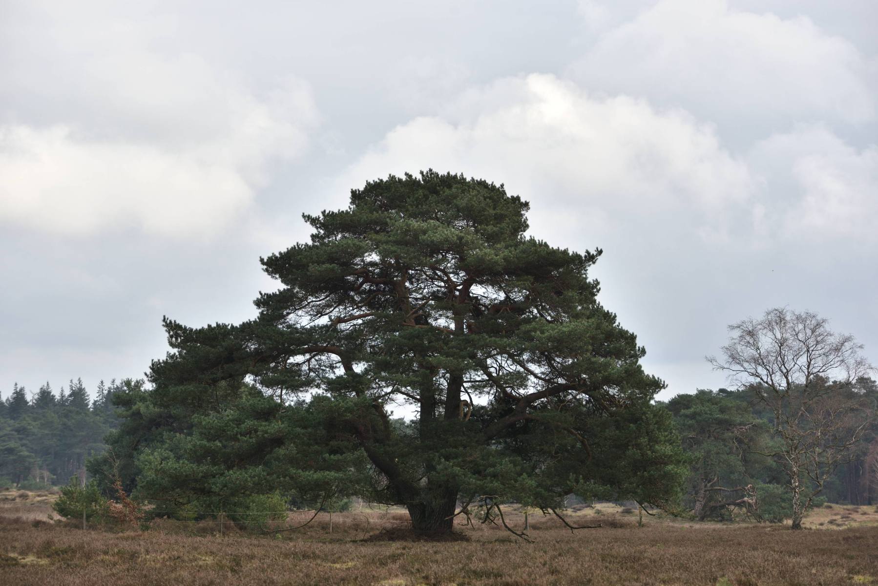 2024 02 25feb WekeromseZand Zont ND750 GC30 DSC 3087