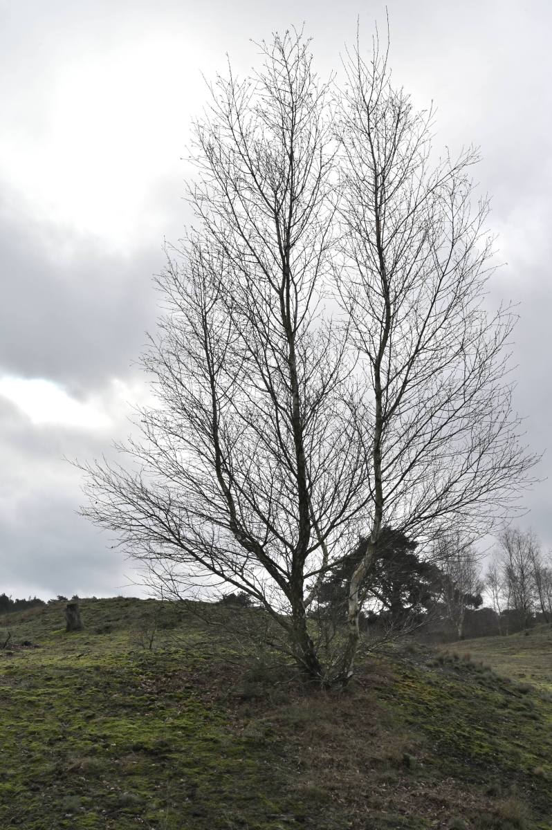 2024 02 25feb WekeromseZand Zont NZ6II 14 30mm GC30 DSC 5376