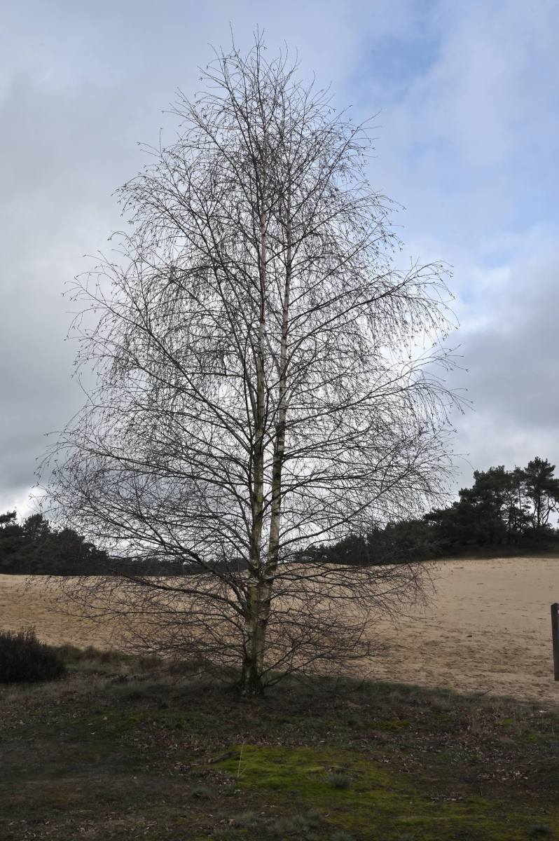 2024 02 25feb WekeromseZand Zont NZ6II 14 30mm GC30 DSC 5377