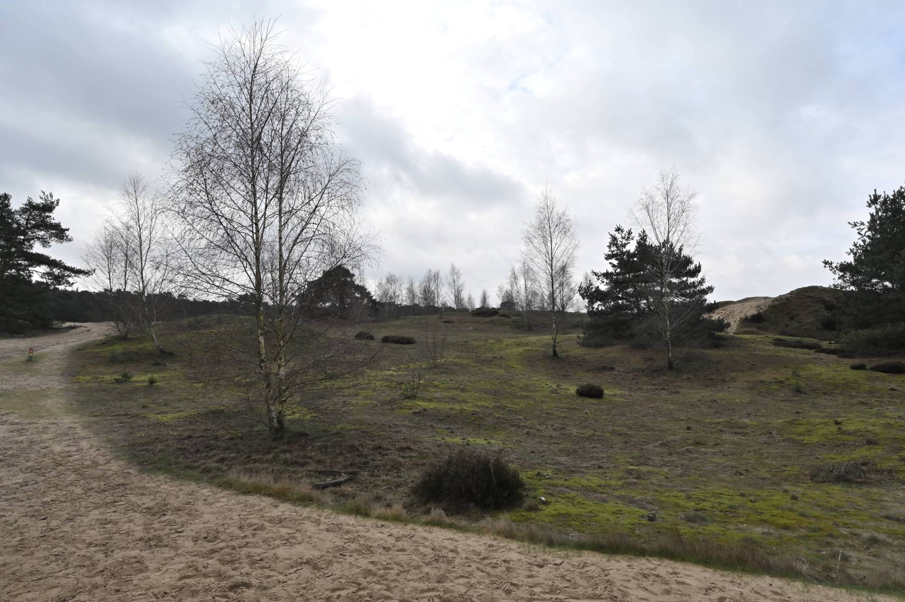 2024 02 25feb WekeromseZand Zont NZ6II 14 30mm GC30 DSC 5378