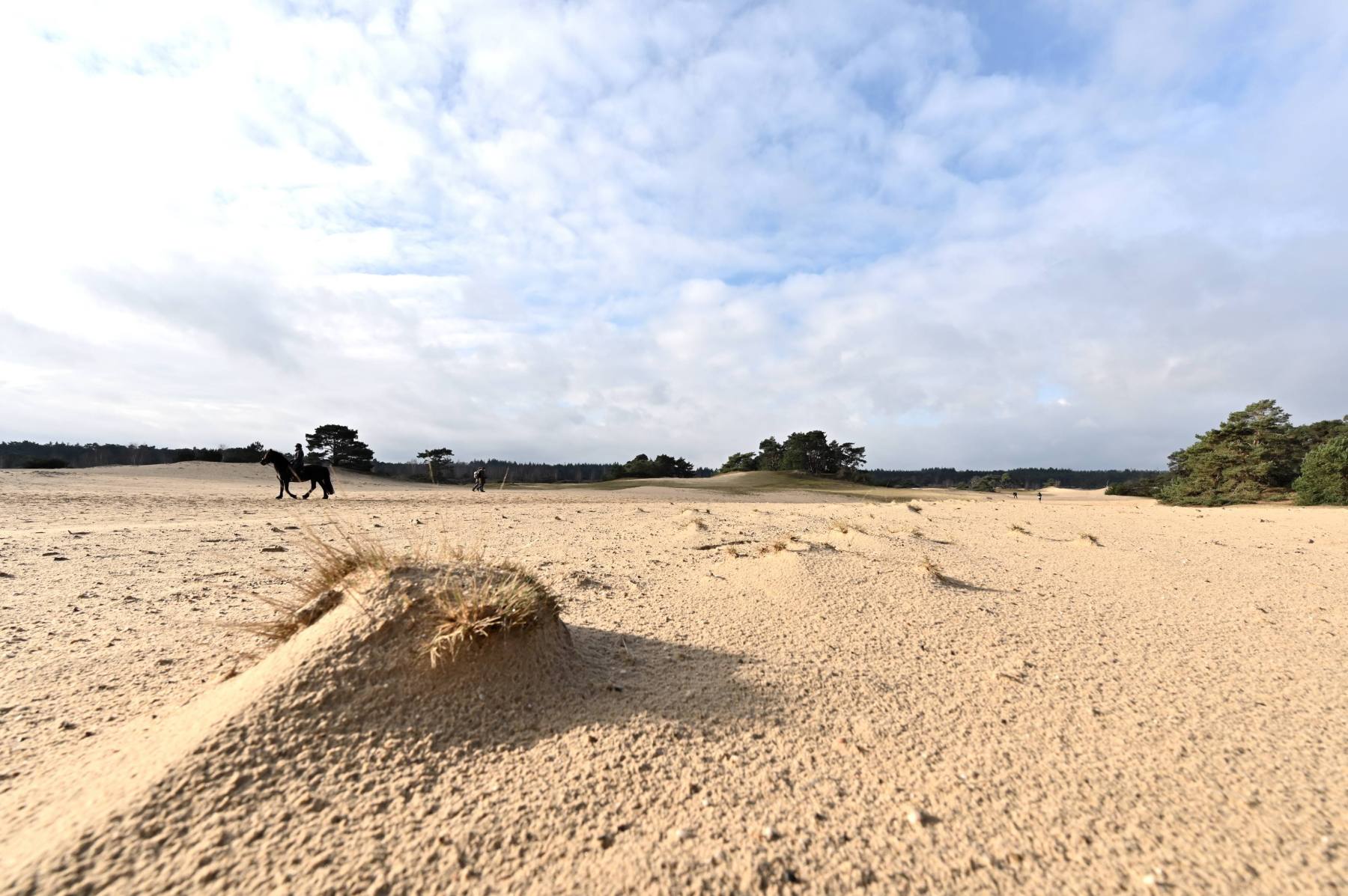 2024 02 25feb WekeromseZand Zont NZ6II 14 30mm GC30 DSC 5380