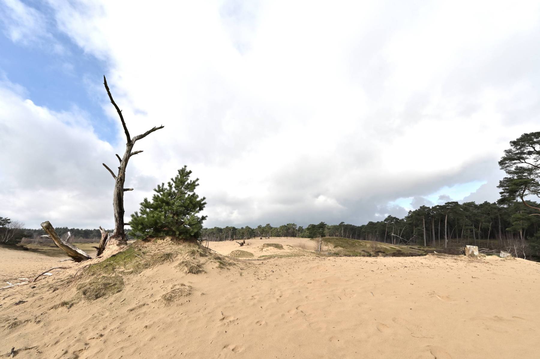 2024 02 25feb WekeromseZand Zont NZ6II 14 30mm GC30 DSC 5391