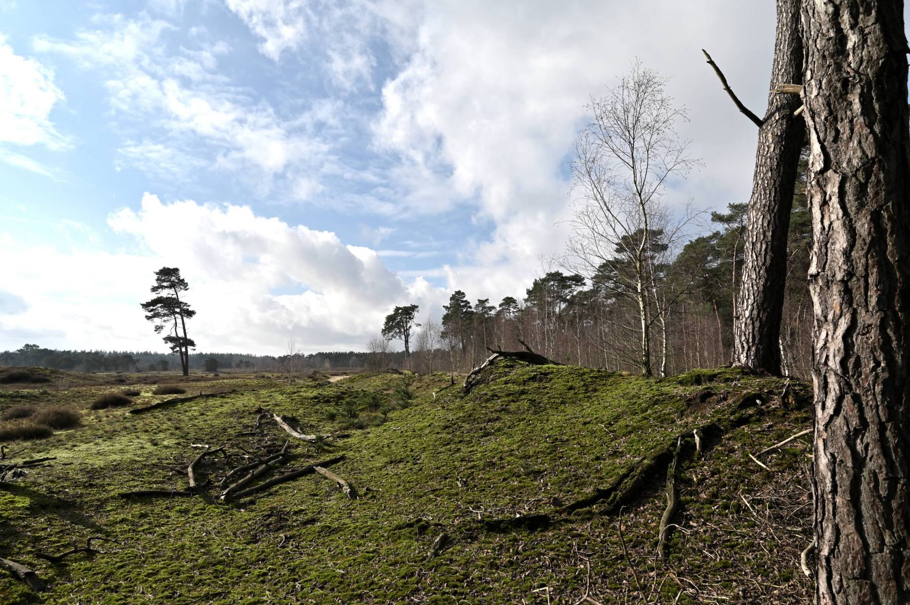 2024 02 25feb WekeromseZand Zont NZ6II 14 30mm GC30 DSC 5402