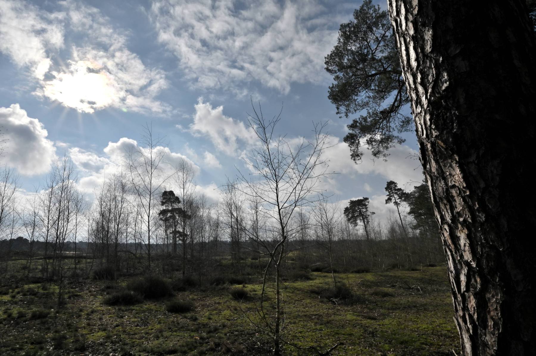 2024 02 25feb WekeromseZand Zont NZ6II 14 30mm GC30 DSC 5403