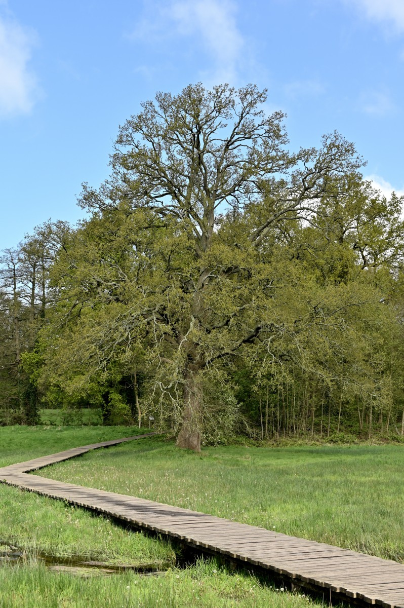 2024 04 21apr Beekdal Renkum NZ6II GK DSC 6001