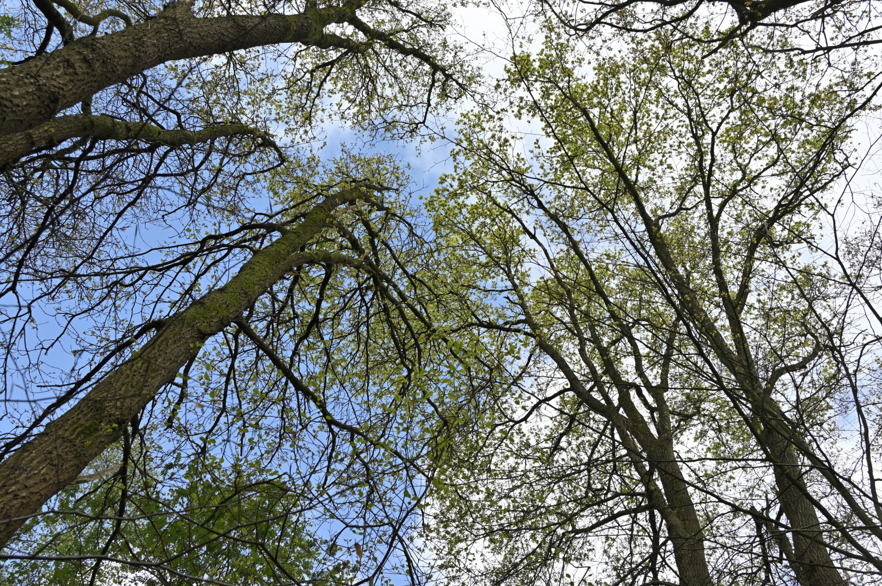 2024 04 21apr Beekdal Renkum NZ6II GK DSC 6037