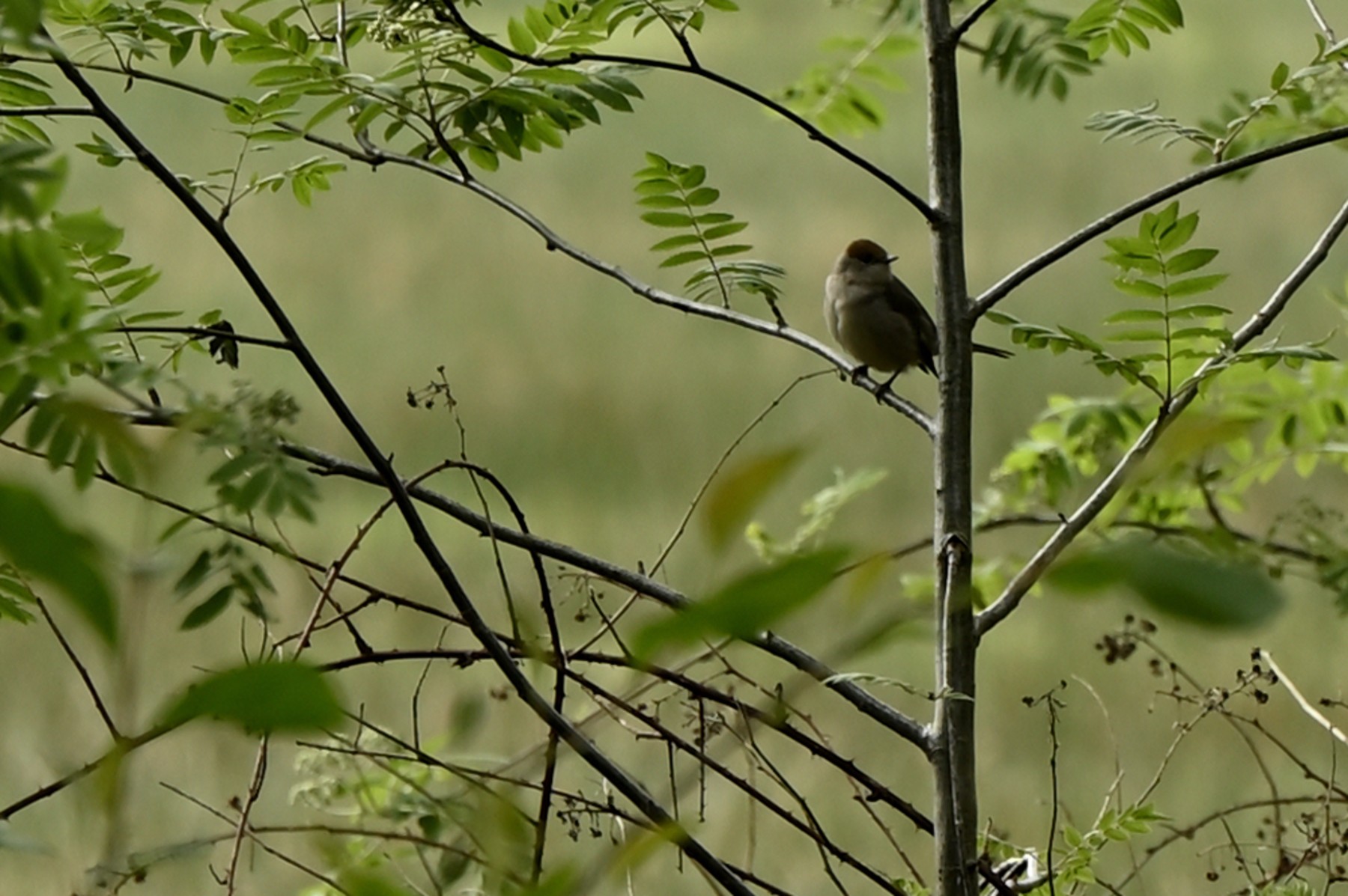 2024 04 21apr Beekdal Renkum NZ6II GK02 DSC 6027