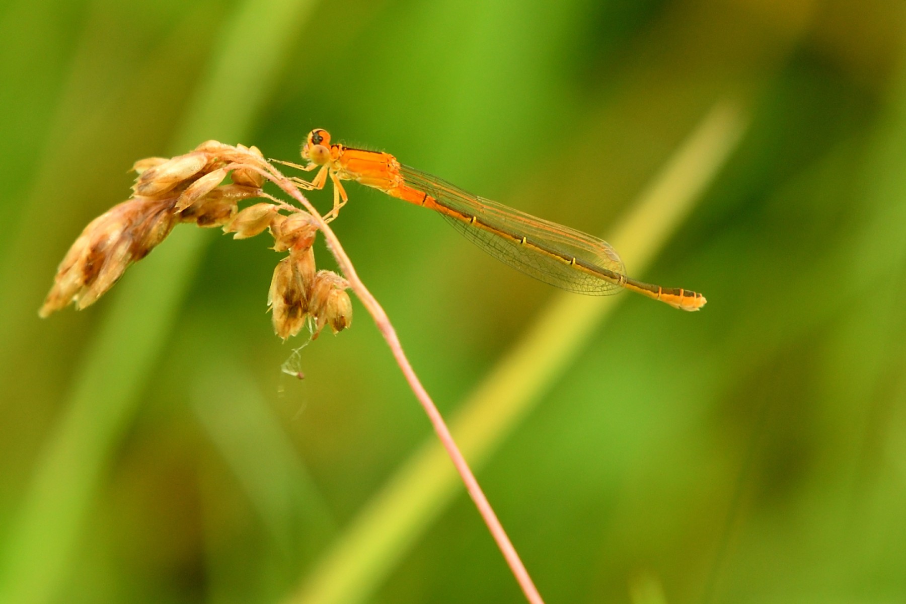 2024 07 21jul Werftweg Bennekom 30cm DSC 3186 02
