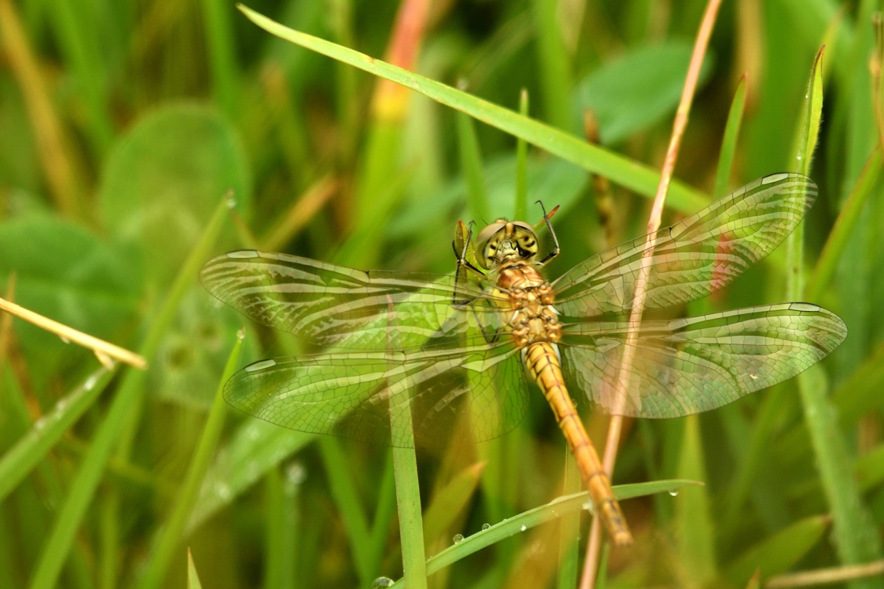 2024 07 21jul Werftweg Bennekom 30cm DSC 3191