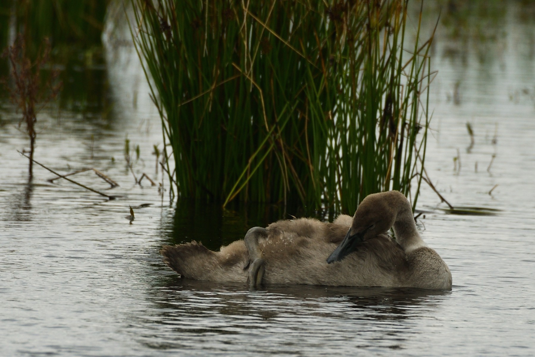2024 07 21jul Werftweg Bennekom 30cm DSC 3215