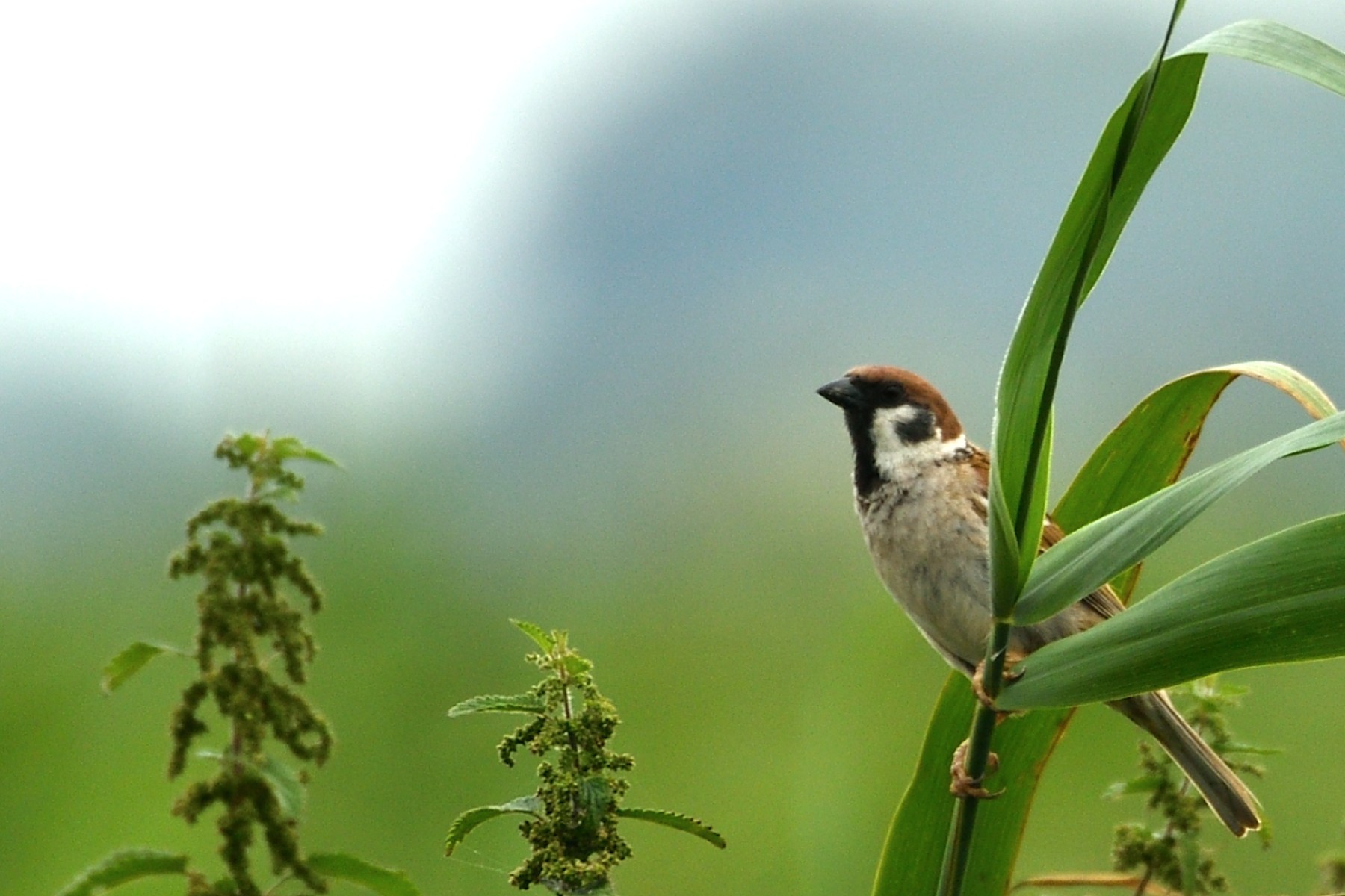 2024 07 21jul Werftweg Bennekom 30cm DSC 3236