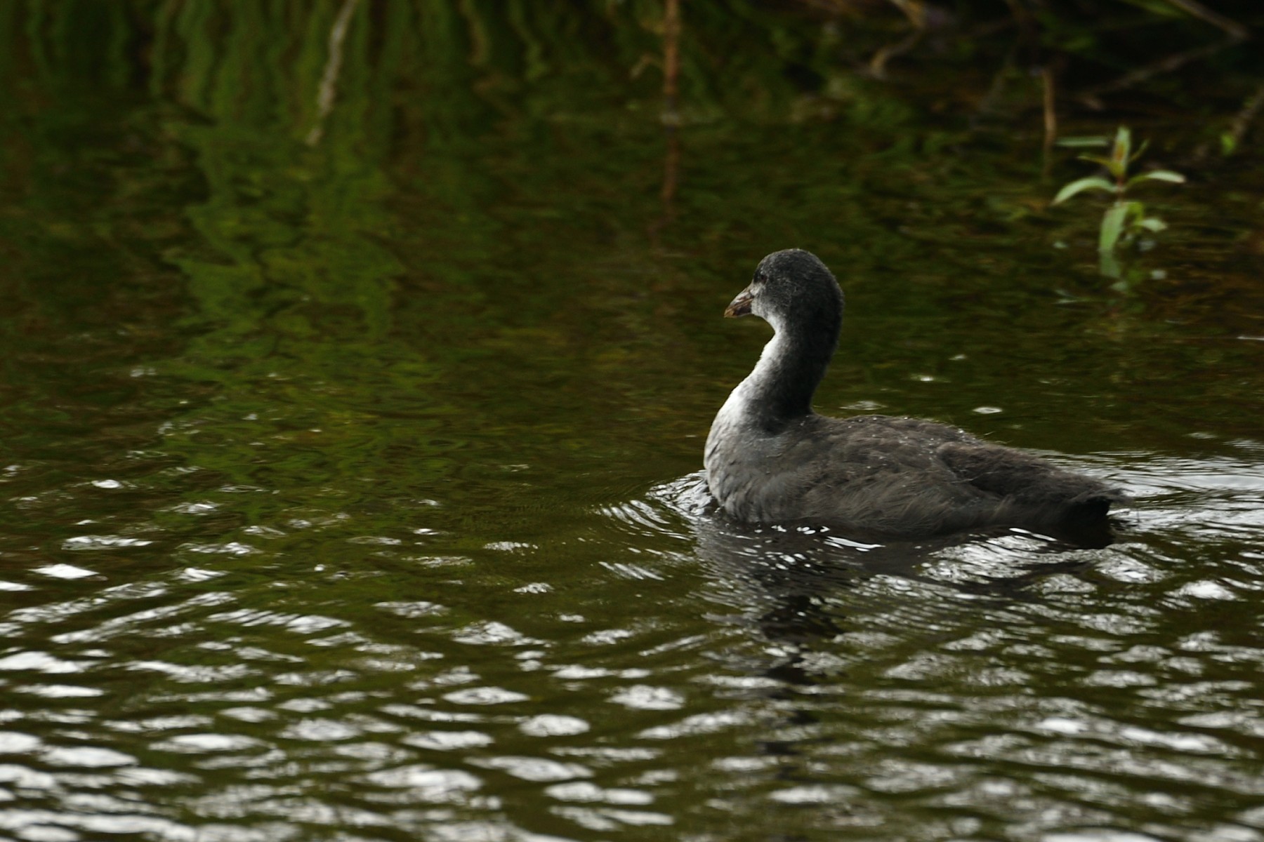 2024 07 21jul Werftweg Bennekom 30cm DSC 3239