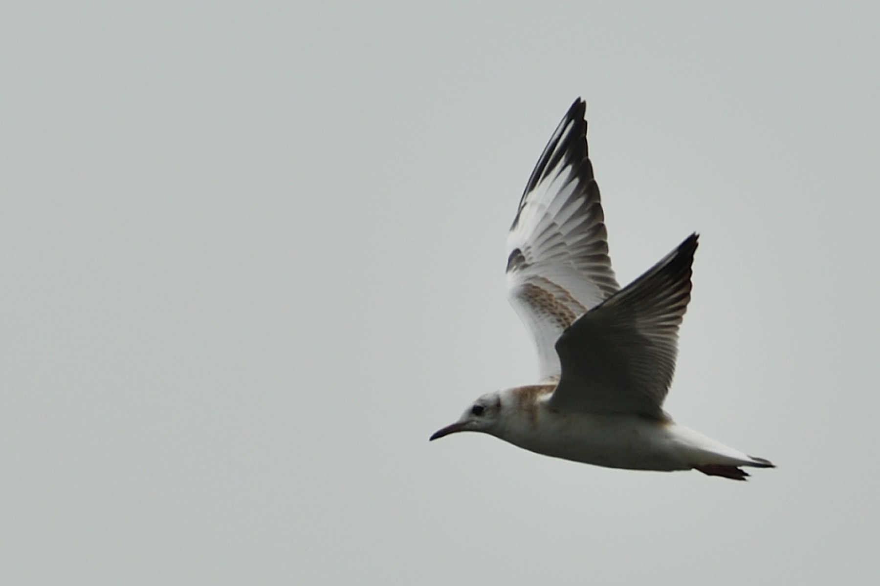 2024 07 21jul Werftweg Bennekom ND500 200 500mm GK30 DSC 3271