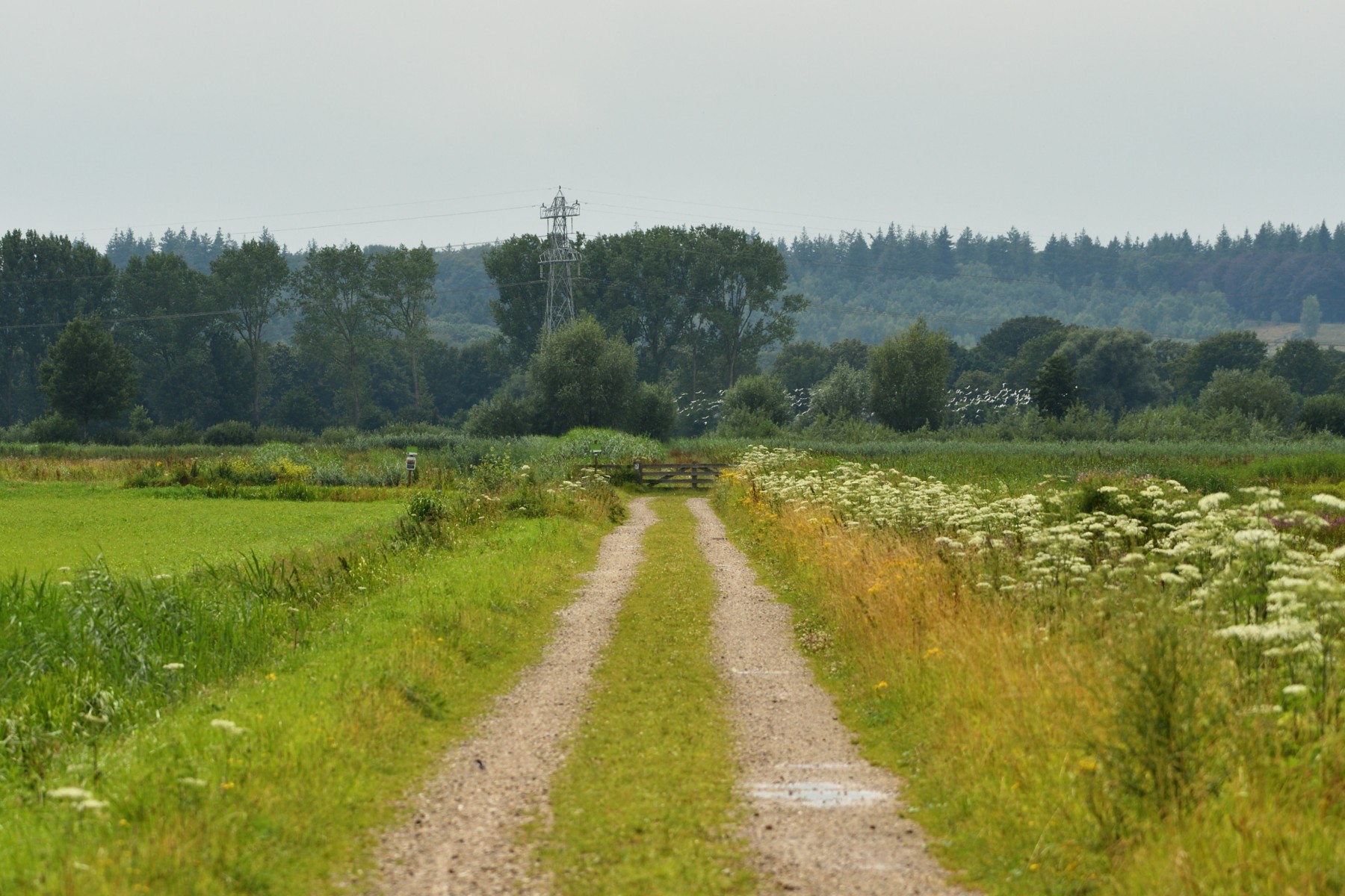 2024 07 21jul Werftweg Bennekom ND500 200 500mm GK30 DSC 3355