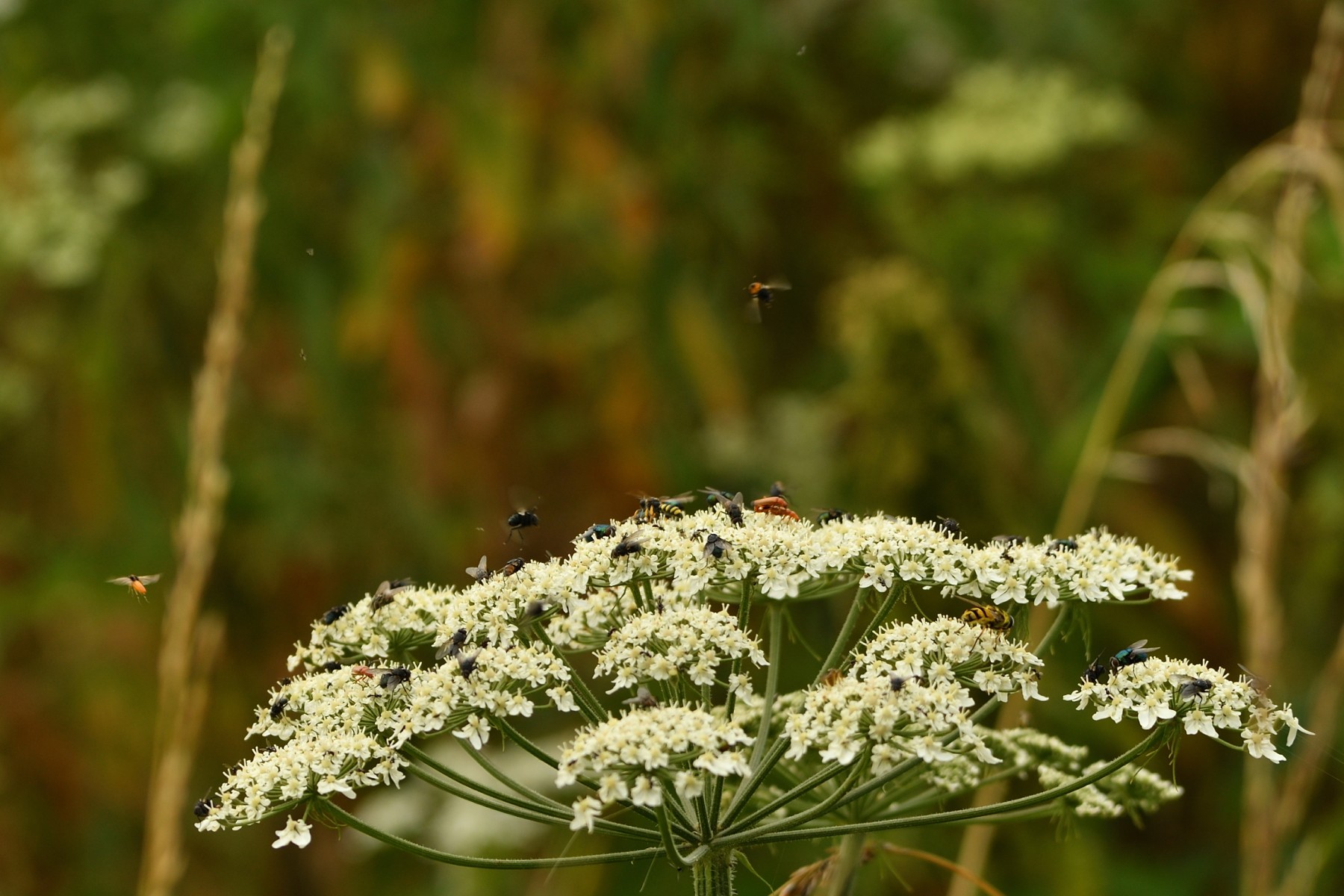 2024 07 21jul Werftweg Bennekom ND500 200 500mm GK30 DSC 3361 02