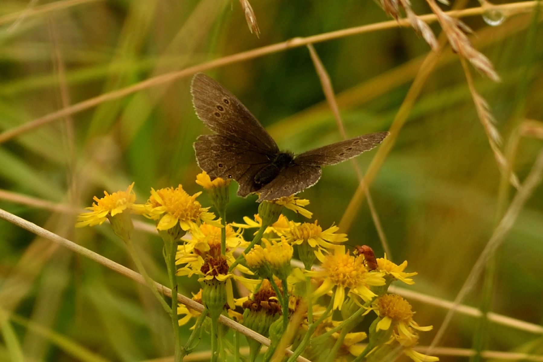 2024 07 21jul Werftweg Bennekom ND500 200 500mm GK30 DSC 3363