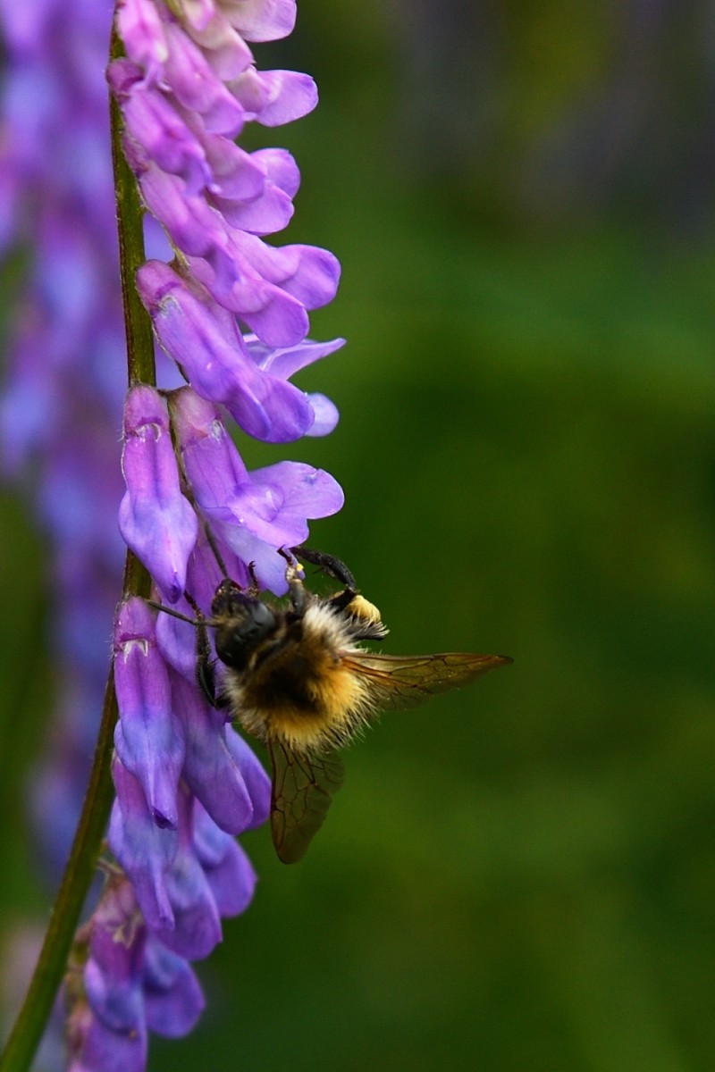 2024 07 21jul Werftweg Bennekom ND500 200 500mm GK30 DSC 3392