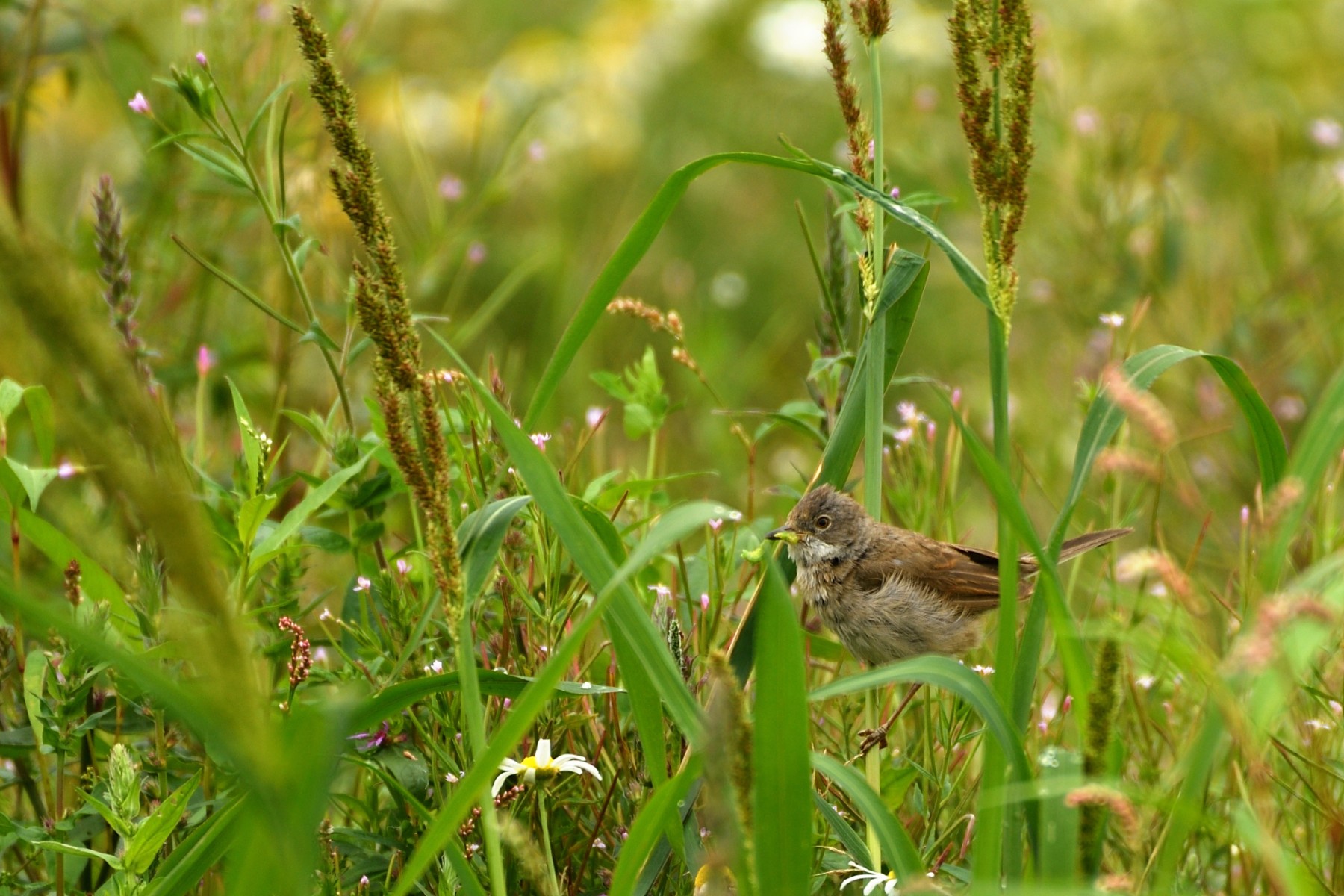 2024 07 21jul Werftweg Bennekom ND500 200 500mm GK30 DSC 3397