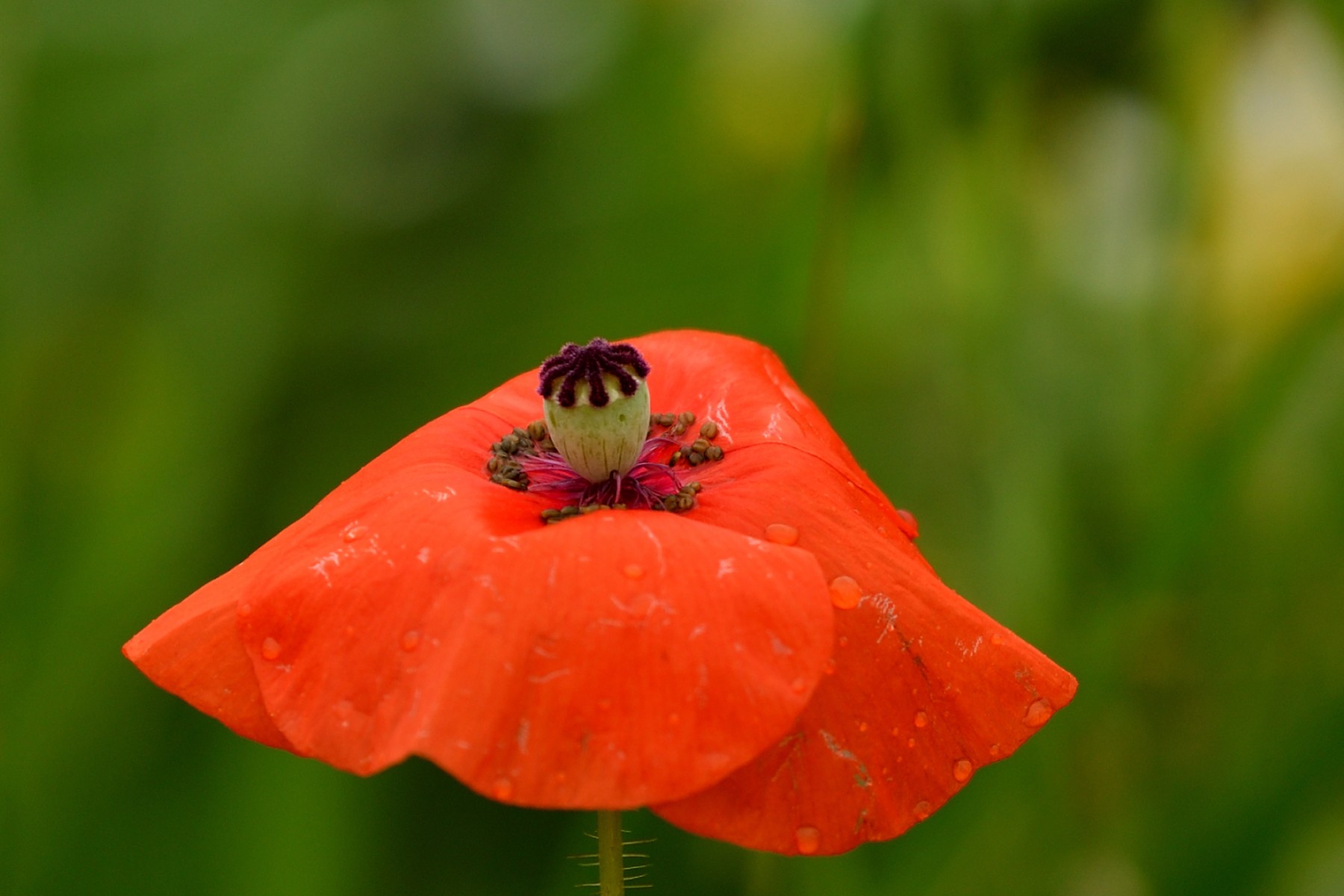 2024 07 21jul Werftweg Bennekom ND500 200 500mm GK30 DSC 3420