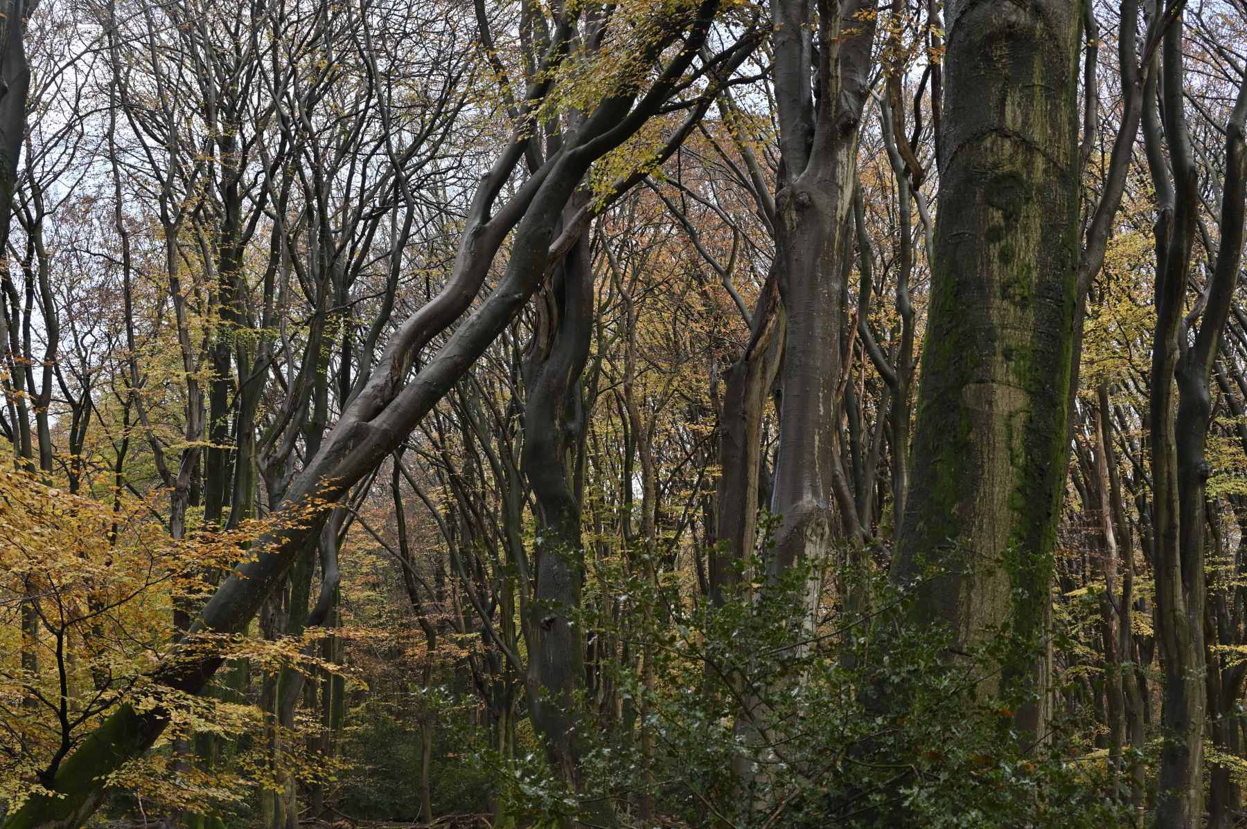 2024 11 17nov Speulderbos01 Zont NZ6II HC DSC 1653