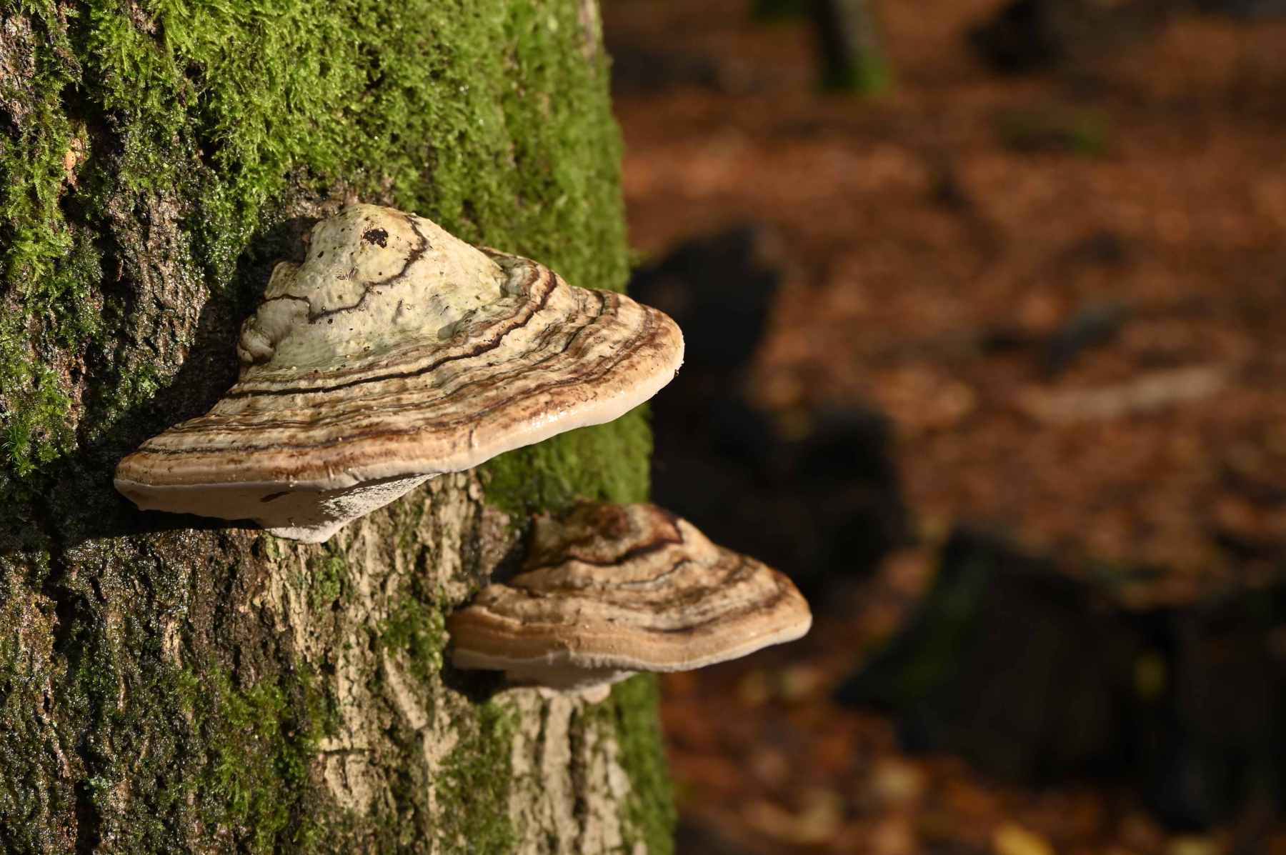 2024 11 17nov Speulderbos02 Zont NZ6II HC DSC 1659 02