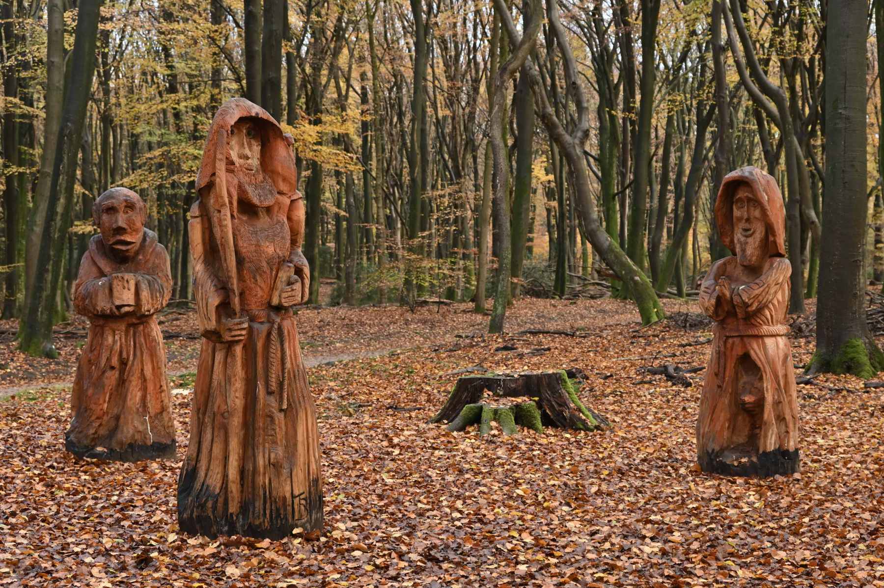 2024 11 17nov Speulderbos03 Zont NZ6II HC DSC 1660 02