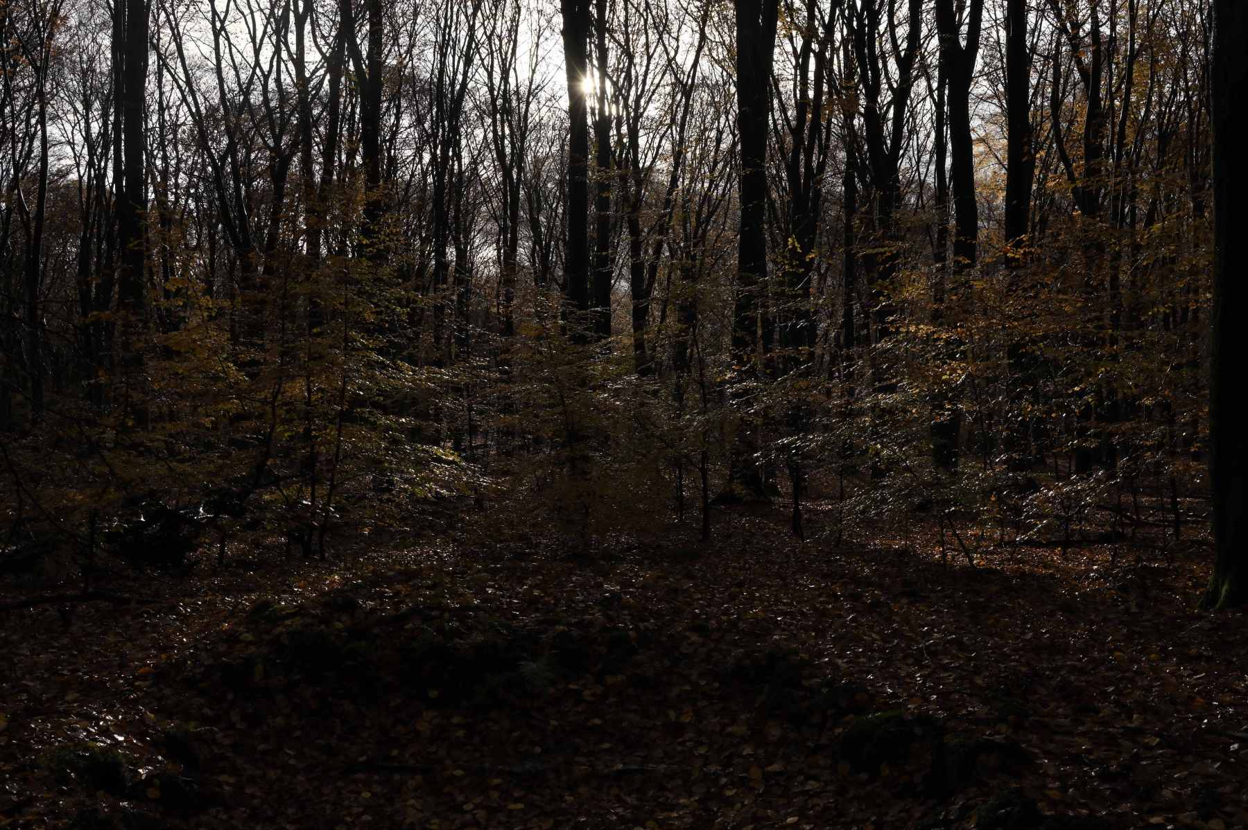 2024 11 17nov Speulderbos04 Zont NZ6II HC DSC 1673