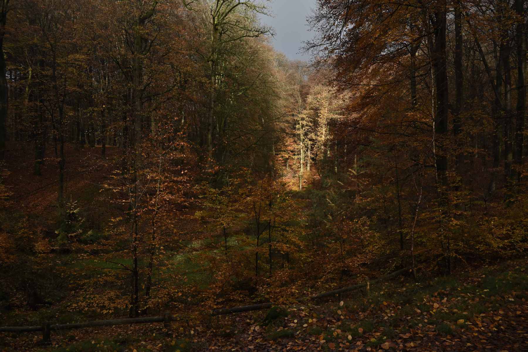 2024 11 17nov Speulderbos05 Zont NZ6II HC DSC 1676