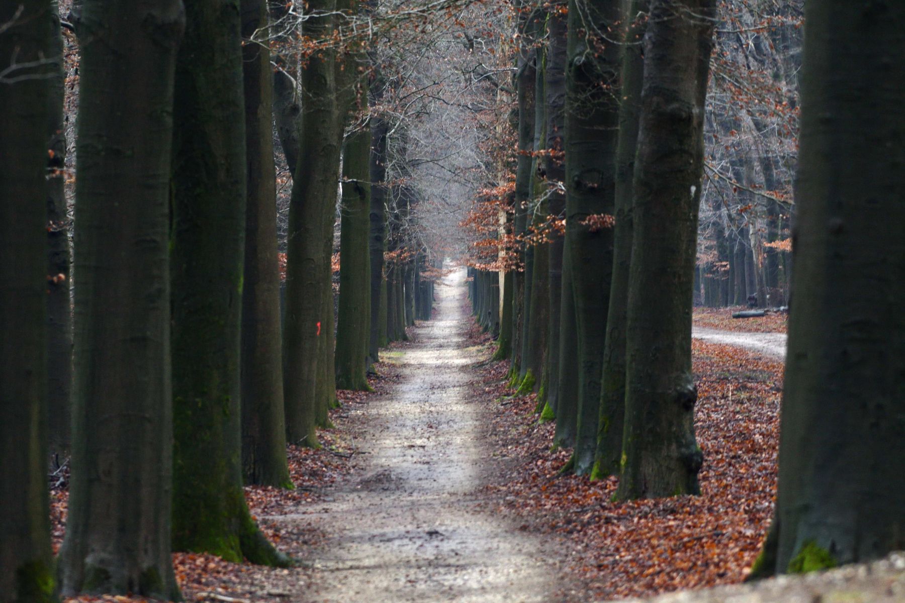 2024 12 15dec Otterlo PlankenWambuis Zont HC DSC 4438 001