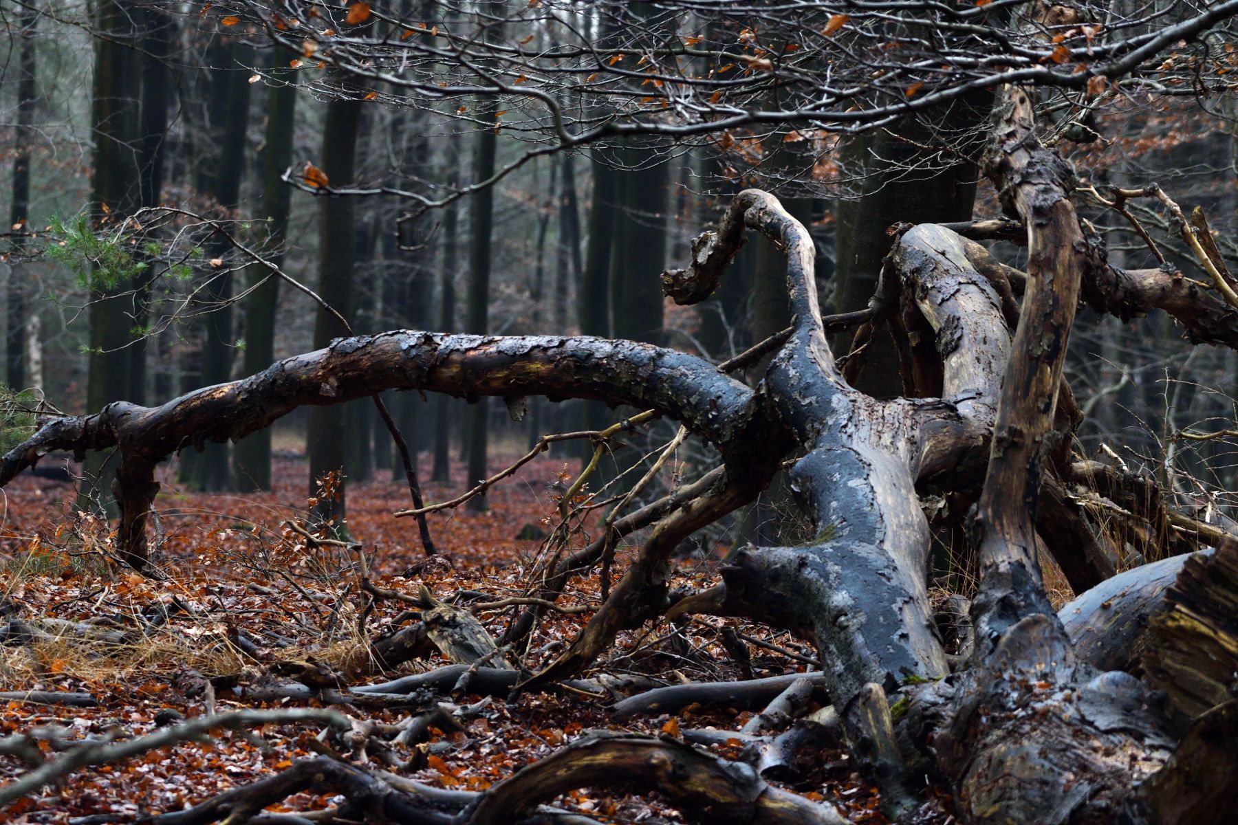 2024 12 15dec Otterlo PlankenWambuis Zont HC DSC 4440 003