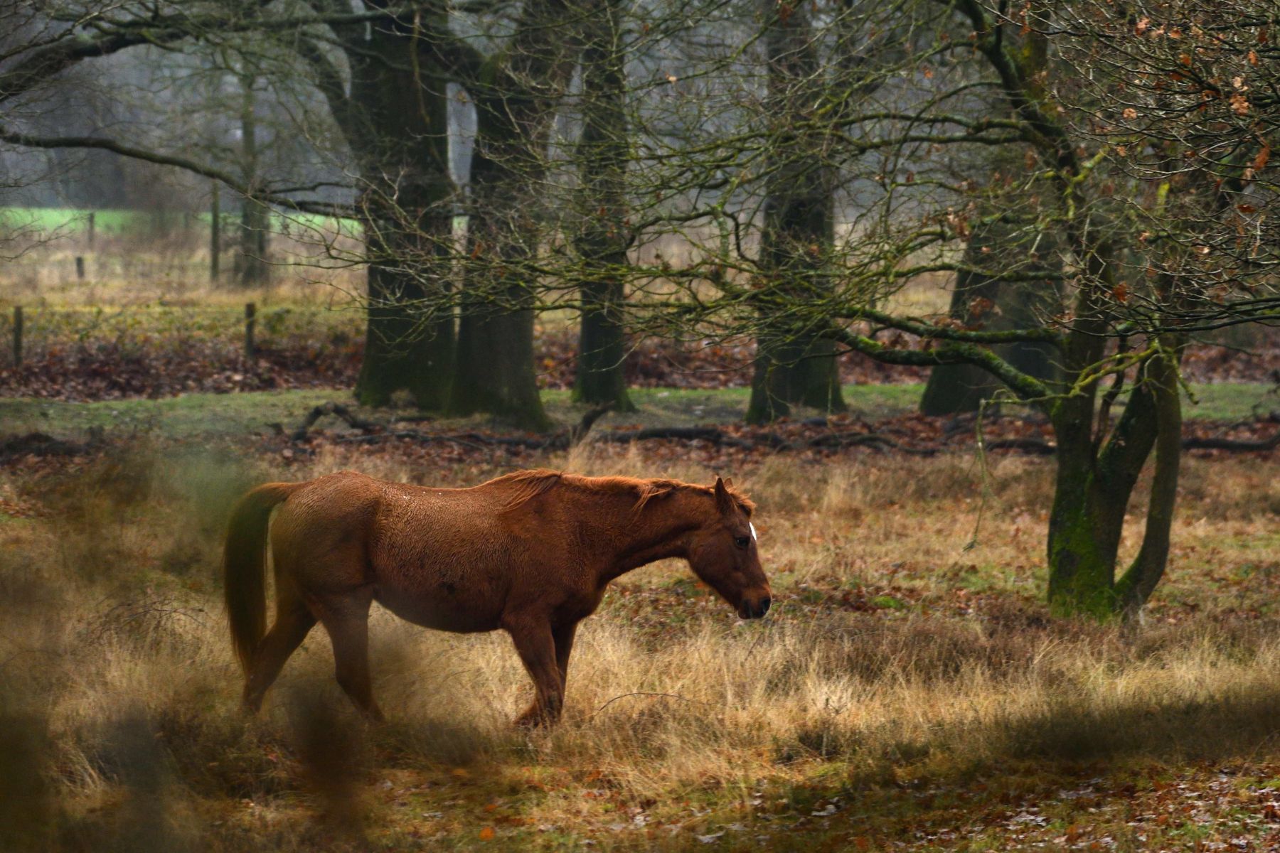 2024 12 15dec Otterlo PlankenWambuis Zont HC DSC 4448 02 006