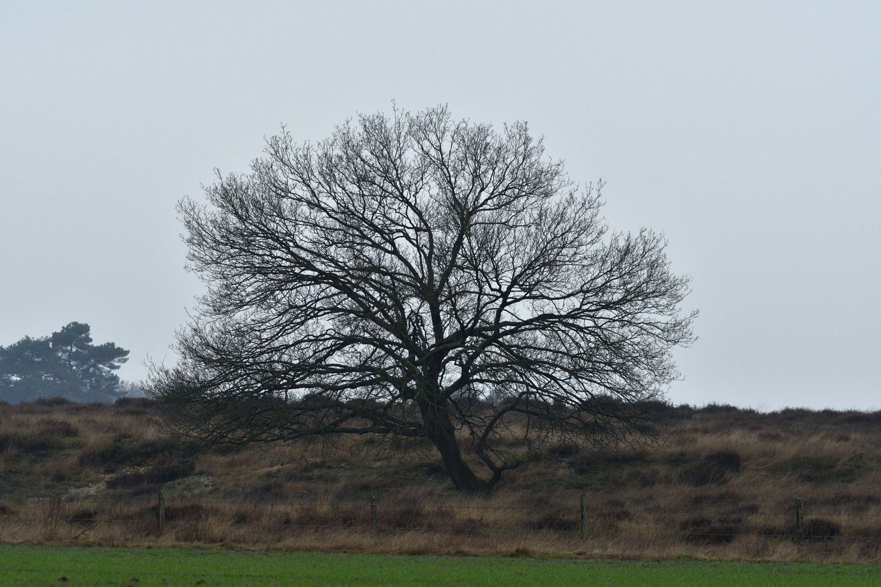 2024 12 15dec Otterlo PlankenWambuis Zont HC DSC 4458 010