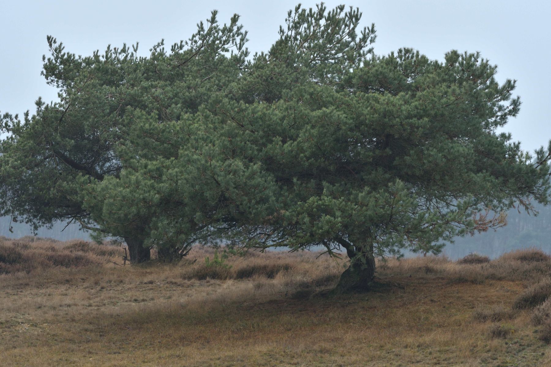 2024 12 15dec Otterlo PlankenWambuis Zont HC DSC 4460 011