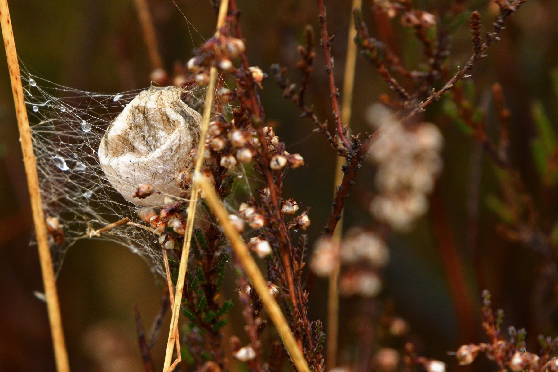 2024 12 15dec Otterlo PlankenWambuis Zont HC DSC 4466 012