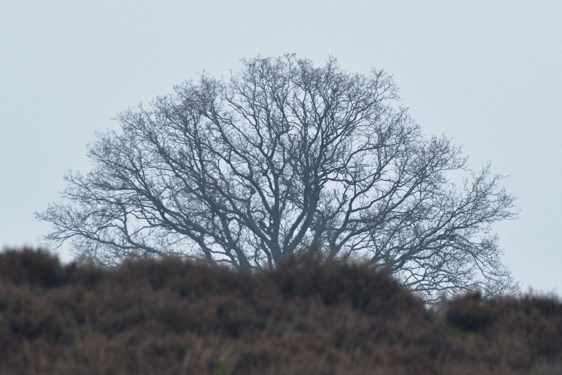 2024 12 15dec Otterlo PlankenWambuis Zont HC DSC 4468 013