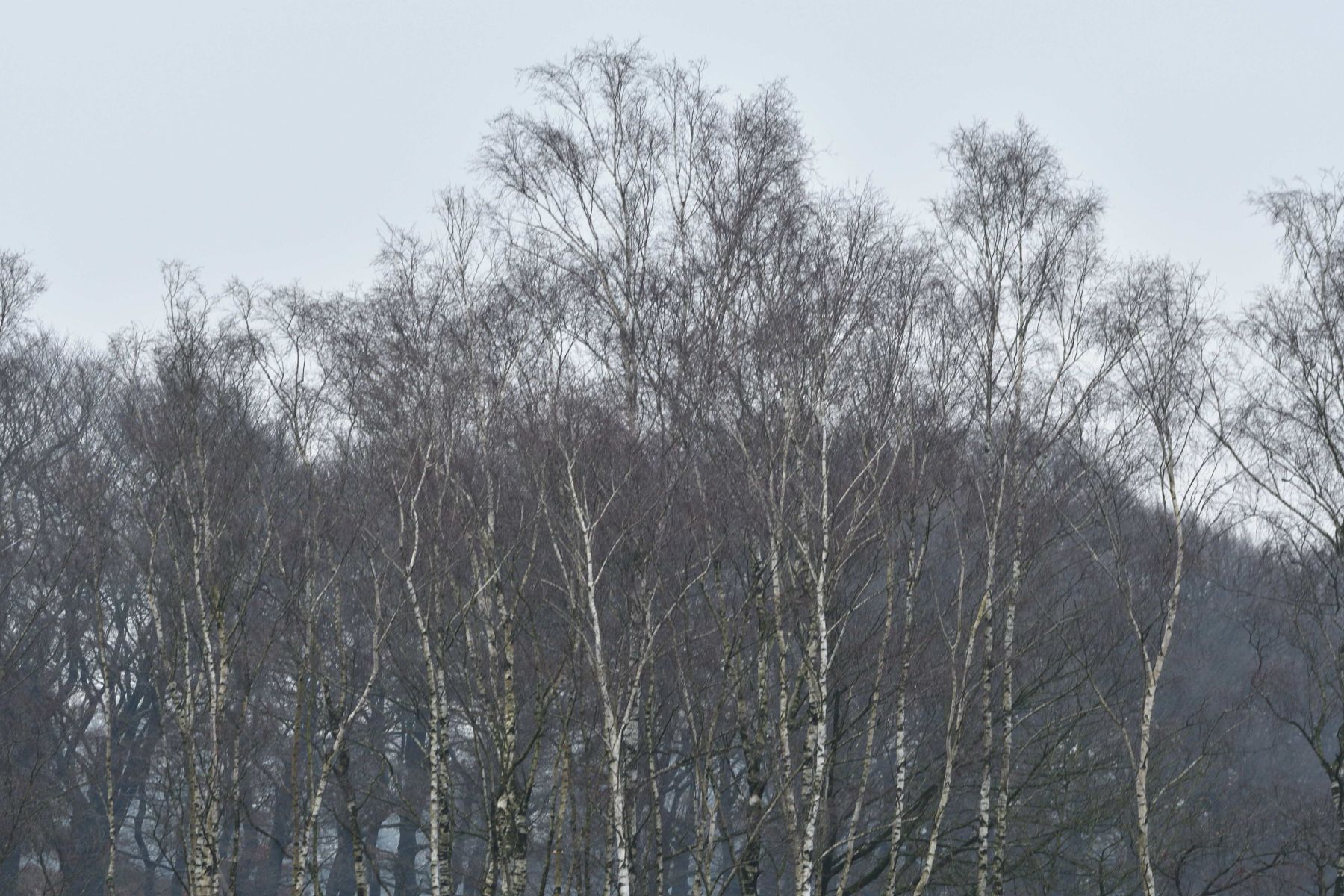 2024 12 15dec Otterlo PlankenWambuis Zont HC DSC 4487 018