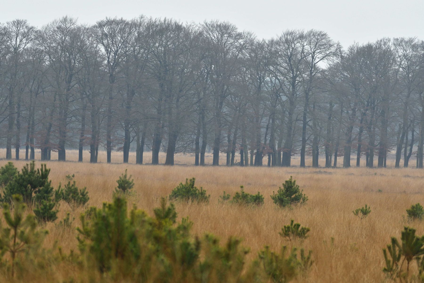 2024 12 15dec Otterlo PlankenWambuis Zont HC DSC 4491 020