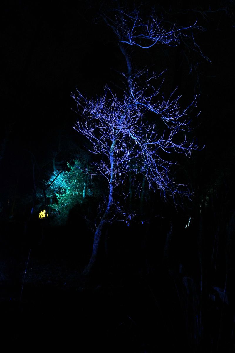 2025 01 03jan Orientales BergenDal NZ6III HC DSC 0845 001