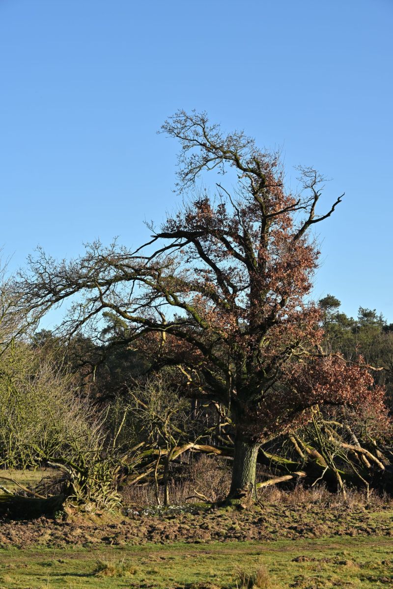 2025 01 26jan OnzaligeBossenDeSteeg U DSC 0978 03