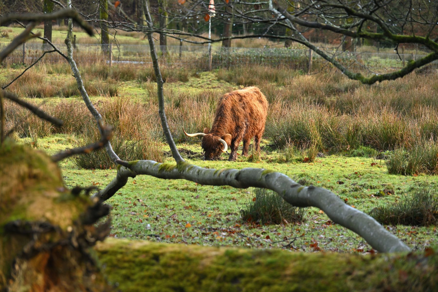 2025 01 26jan OnzaligeBossenDeSteeg U DSC 0990 04