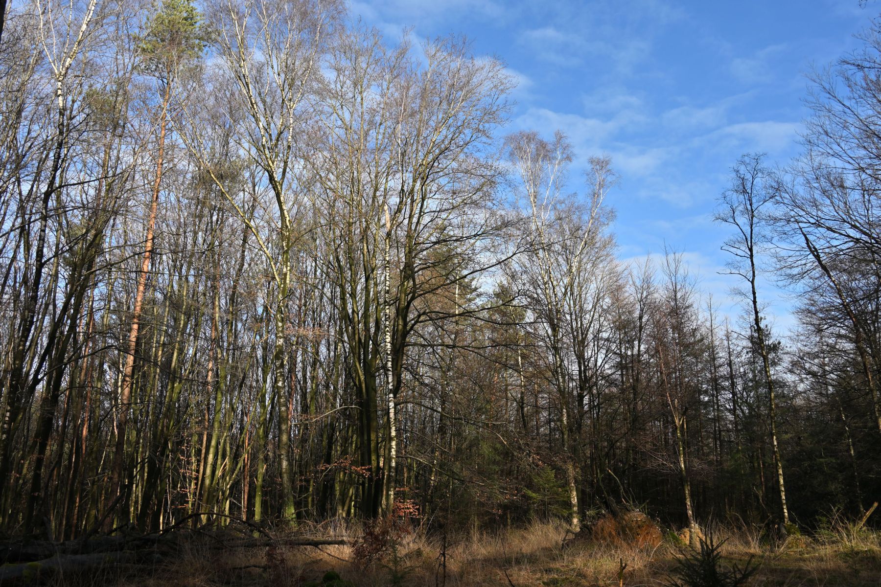 2025 01 26jan OnzaligeBossenDeSteeg U DSC 0993 05